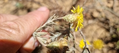 Leysera gnaphalodes