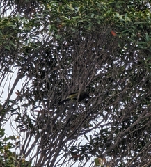Anthornis melanura