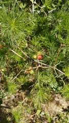 Asparagus retrofractus