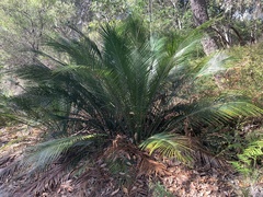 Macrozamia douglasii