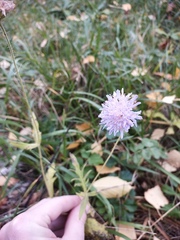Knautia arvensis