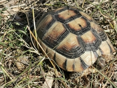 Testudo marginata