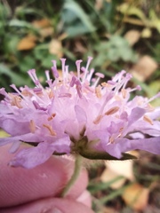 Knautia arvensis
