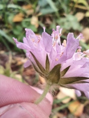 Knautia arvensis