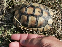 Testudo marginata