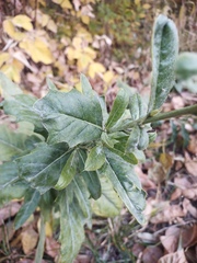 Cirsium arvense