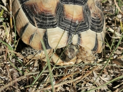 Testudo marginata