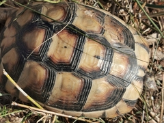 Testudo marginata