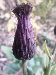 Cirsium arvense