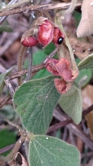 Rhynchosia volubilis