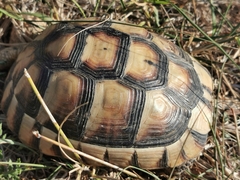Testudo marginata