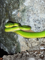 Trimeresurus albolabris