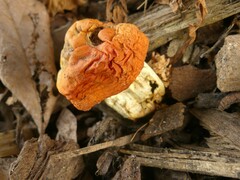 Leratiomyces erythrocephalus