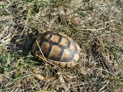 Testudo marginata