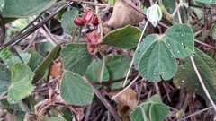 Rhynchosia volubilis