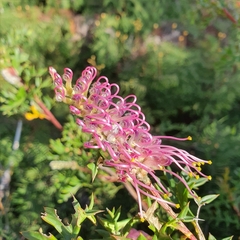 Grevillea acanthifolia