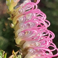 Grevillea acanthifolia