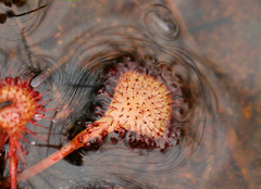 Drosera burkeana image