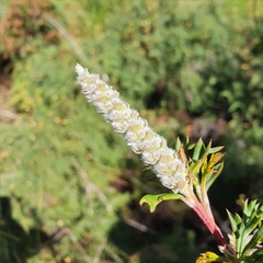 Grevillea acanthifolia