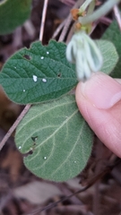 Rhynchosia volubilis