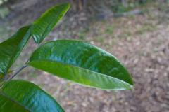 Diospyros borbonica