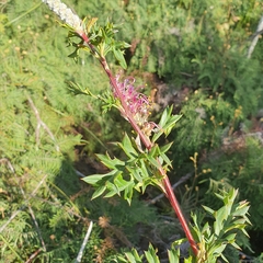 Grevillea acanthifolia