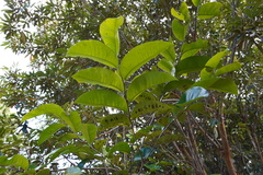 Diospyros borbonica