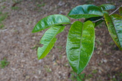 Diospyros borbonica