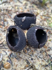 Sarcosomataceae