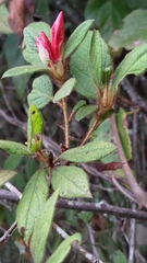 Rhododendron oldhamii