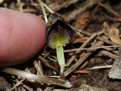 Corybas hypogaeus