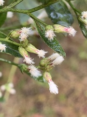 Baccharis glomeruliflora