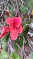 Rhododendron oldhamii