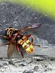 Milesia crabroniformis