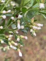 Baccharis glomeruliflora