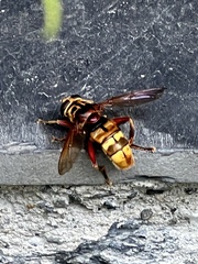 Milesia crabroniformis
