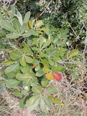 Cussonia thyrsiflora