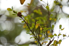 Erythroxylum hypericifolium