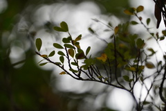 Erythroxylum hypericifolium
