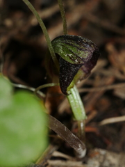 Corybas hypogaeus
