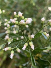 Baccharis glomeruliflora