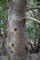 Homalium paniculatum