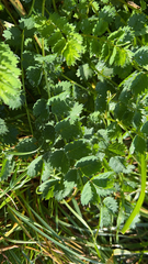 Sanguisorba minor