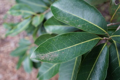 Homalium paniculatum