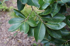 Homalium paniculatum