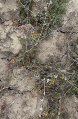 Lepidium perfoliatum