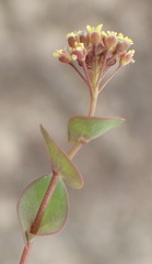 Lepidium perfoliatum