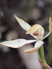 Caladenia cucullata