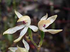 Caladenia cucullata