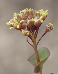 Lepidium perfoliatum